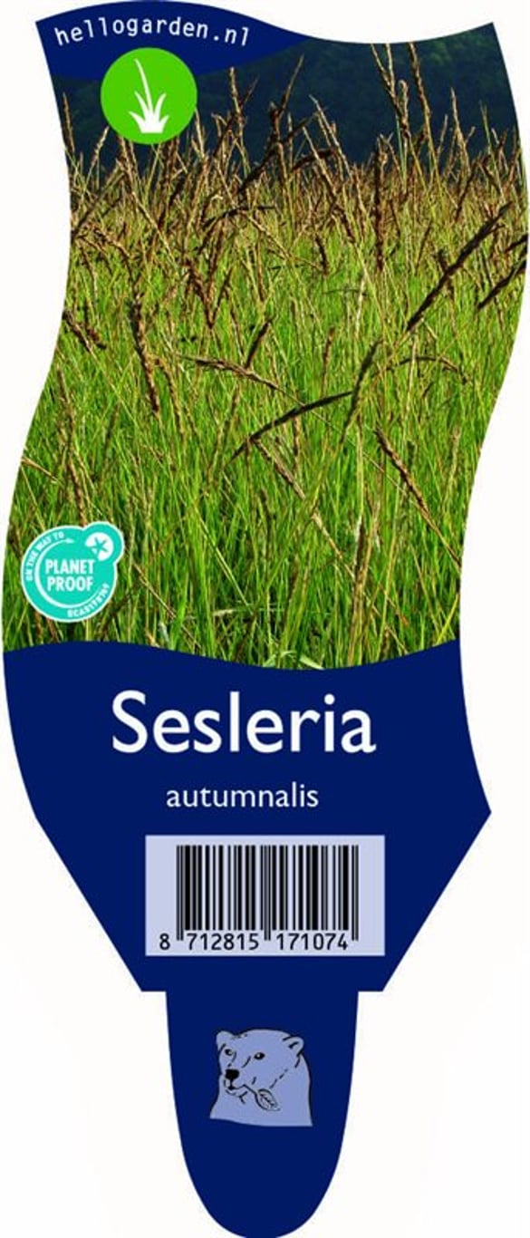 Sesleria autumnalis - P11